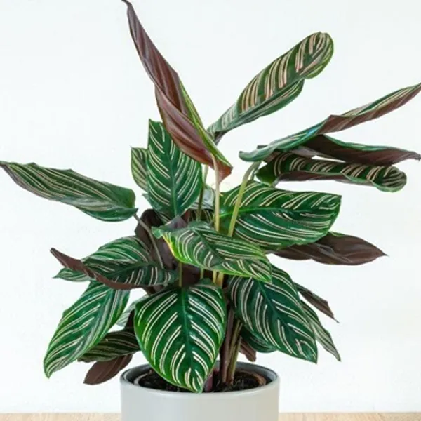 Green_Premium_Calathea_Plant