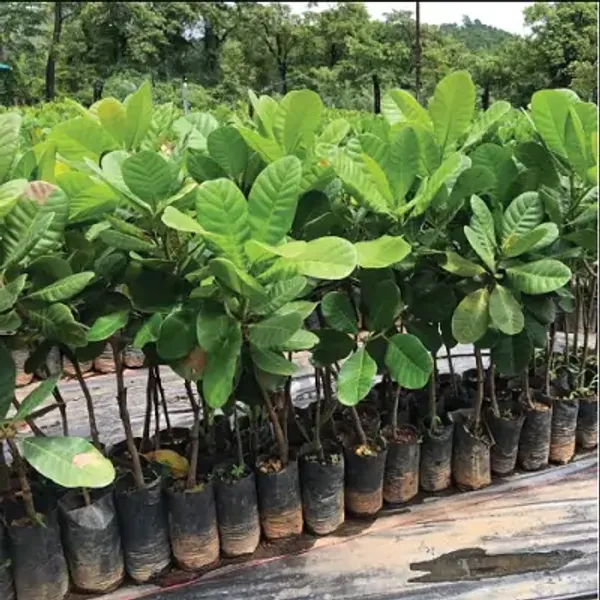 Thai_Variety_Cashew_Plant