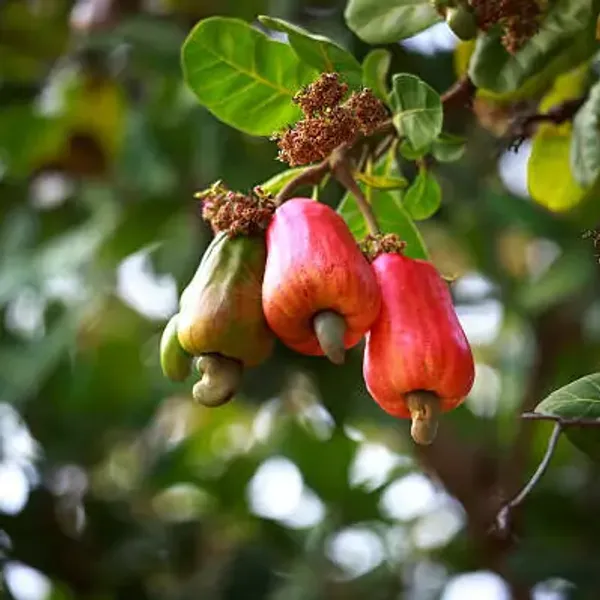Thai_Variety_Cashew_Plant
