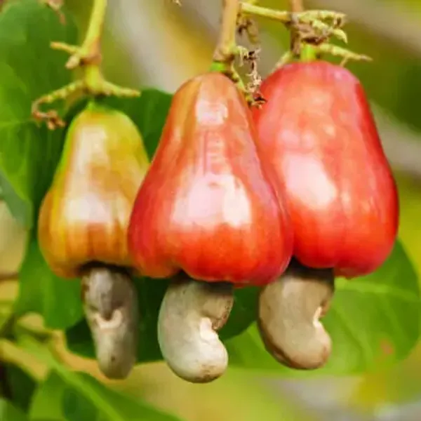 Thai_Variety_Cashew_Plant