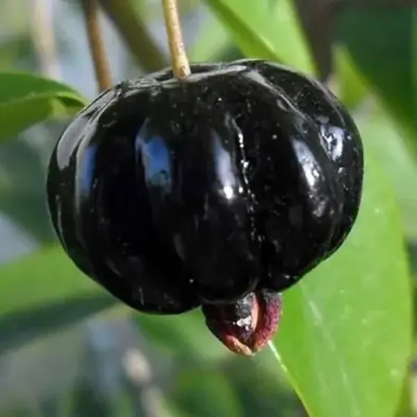 Black_Surinam_Cherry_Fruit_Plant