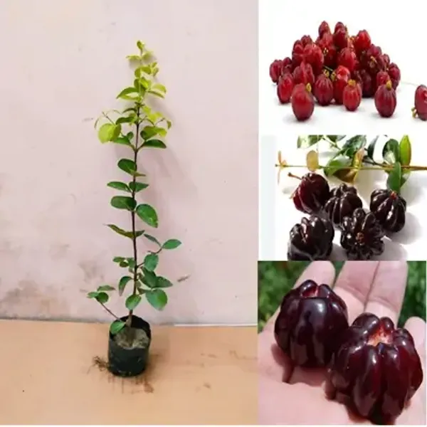 Black_Surinam_Cherry_Fruit_Plant