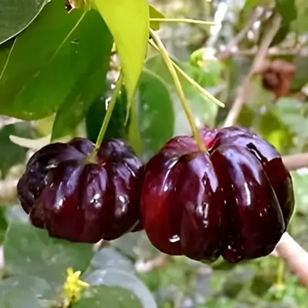 Black_Surinam_Cherry_Fruit_Plant