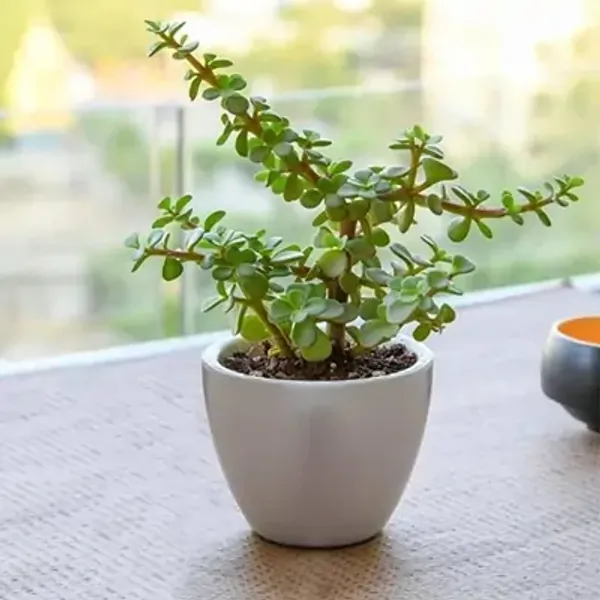 Green_Premium_Perfect_For_Adding_Beauty_Jade_Plant