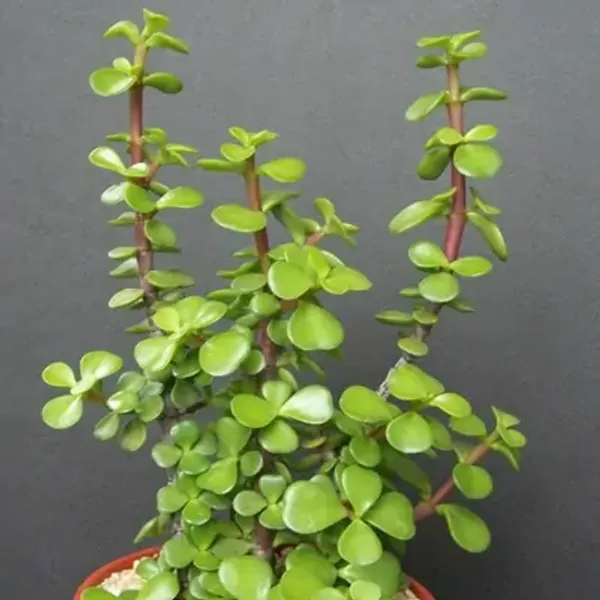 Green_Premium_Perfect_For_Adding_Beauty_Jade_Plant