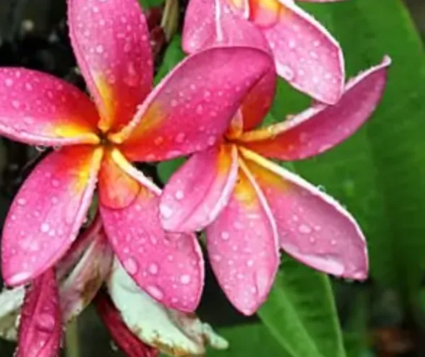 Pink_Dwarf_Variety_Plumeria_Flower_Plant
