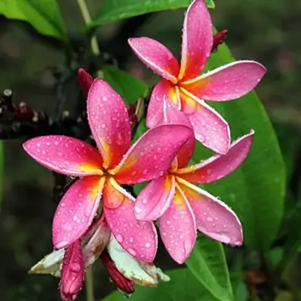 Pink_Dwarf_Variety_Plumeria_Flower_Plant
