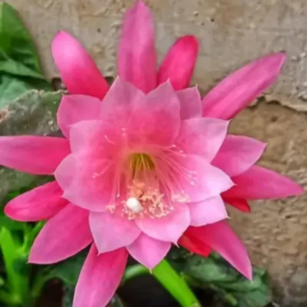 Pink_Brahma_Kamal_Flower_Plant