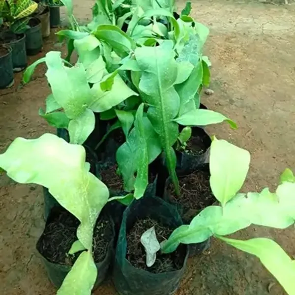 Pink_Brahma_Kamal_Flower_Plant