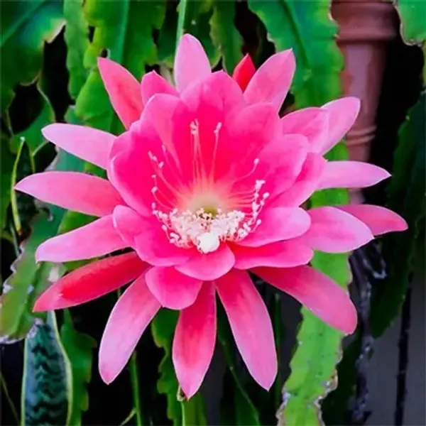 Pink_Brahma_Kamal_Flower_Plant