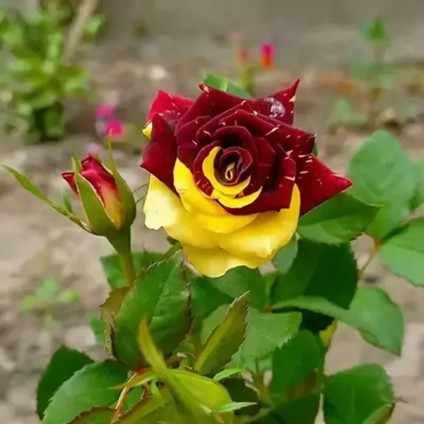 Abracadabra_Rose_Flower_Plant