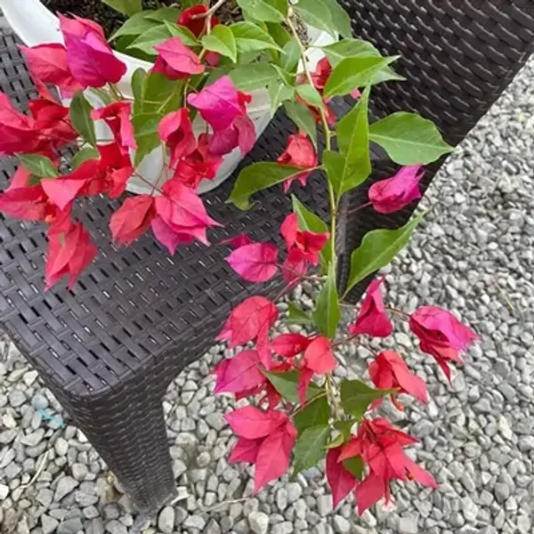 Pink_Flame_Bougainvillea_Flower_Plant