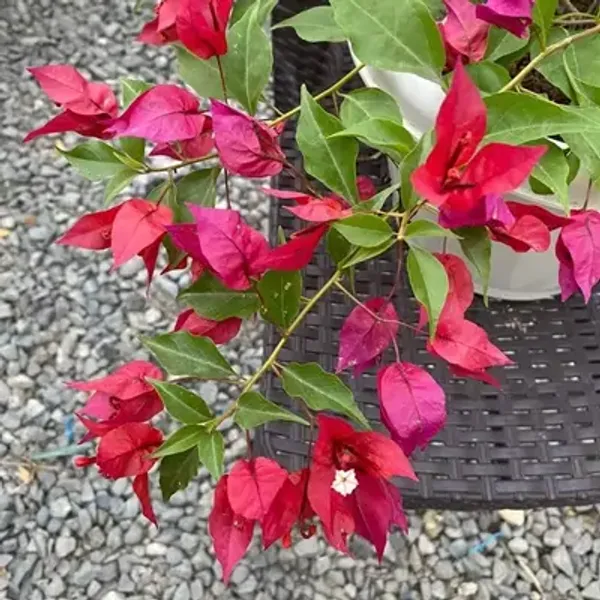 Pink_Flame_Bougainvillea_Flower_Plant