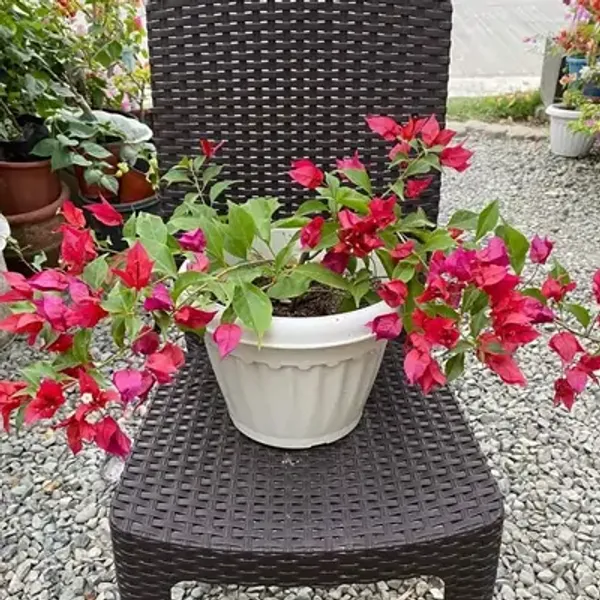 Pink_Flame_Bougainvillea_Flower_Plant