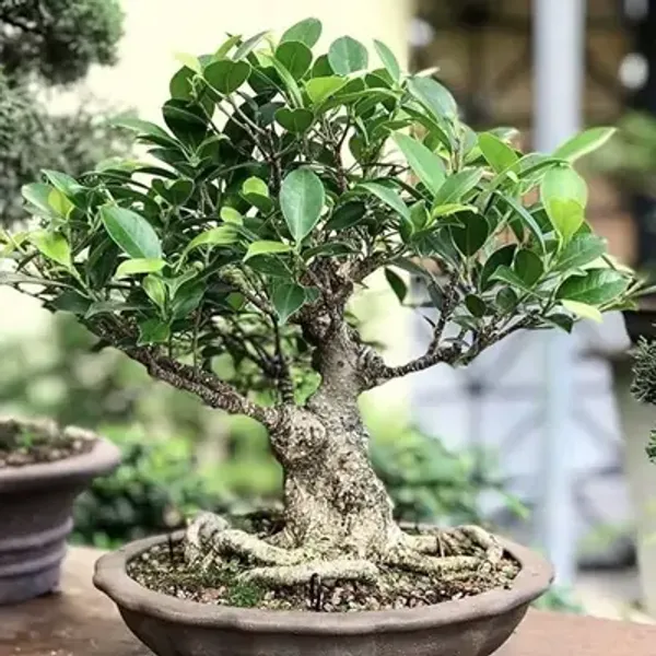 Green_Bonsai_Plant_Grafted_Chinise_Banyan_Treechaina_Bot