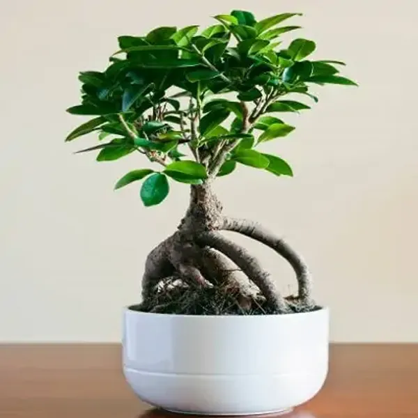 Green_Bonsai_Plant_Grafted_Chinise_Banyan_Treechaina_Bot