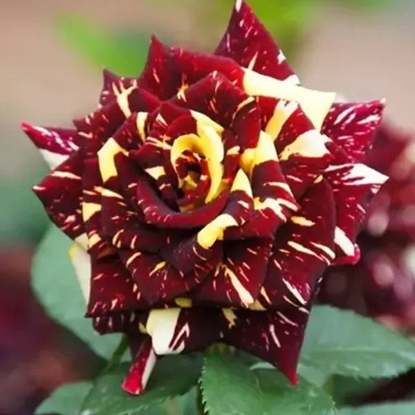 Red_Abracadabra_Rose_Flower_Plant