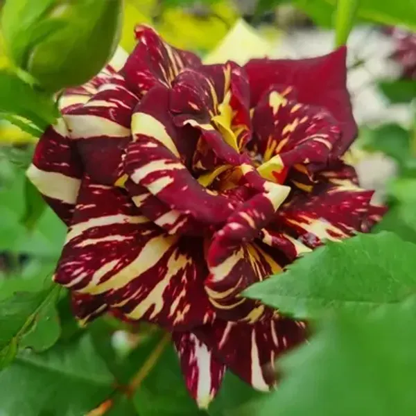 Red_Abracadabra_Rose_Flower_Plant