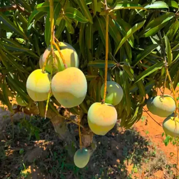Yellow_Apple_Rumani_Mango_Grafted_Fruit_Plant_Mangifera_Indica