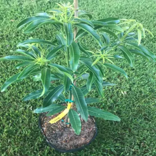 Yellow_Apple_Rumani_Mango_Grafted_Fruit_Plant_Mangifera_Indica