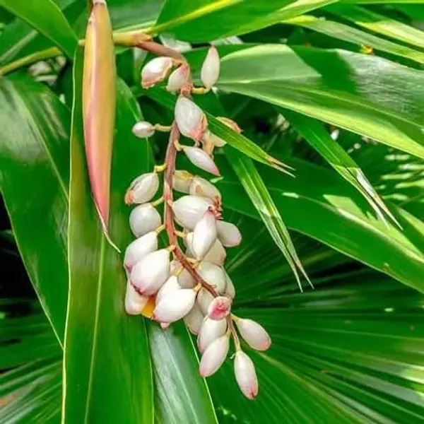 Elaichi_Plant_�_Velchi,_True_Cardamom_Plant
