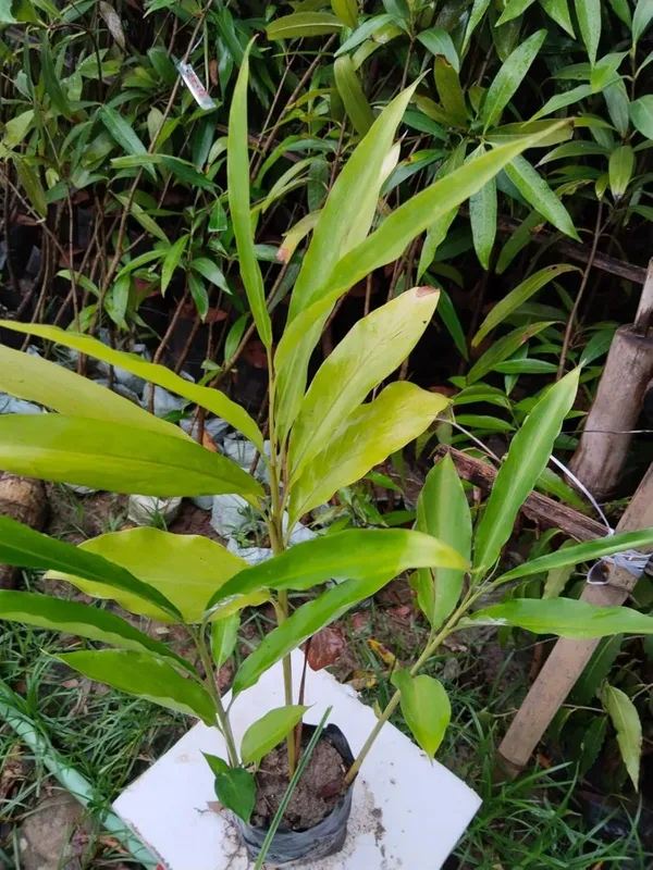 Elaichi_Plant_�_Velchi,_True_Cardamom_Plant