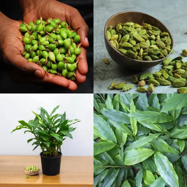 Elaichi_Plant_�_Velchi,_True_Cardamom_Plant