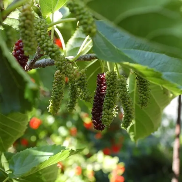 Black_Brazilian_Hybrid_Mulberry_Fruit_Plant