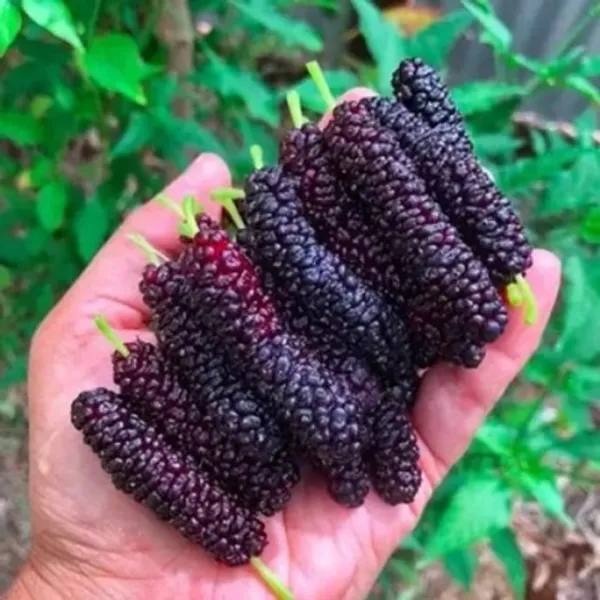 Black_Brazilian_Hybrid_Mulberry_Fruit_Plant