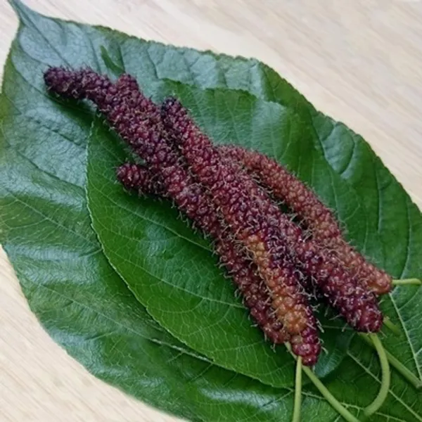 Black_Brazilian_Hybrid_Mulberry_Fruit_Plant