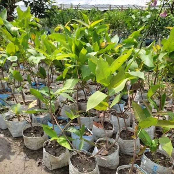 Yellow_Golap_Jamun_Grafted_&_Amp_Hybrid_Fruit_Plant