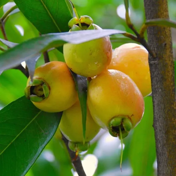 Yellow_Golap_Jamun_Grafted_&_Amp_Hybrid_Fruit_Plant