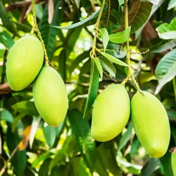 Yellow_Dasheri_Mango_Fruit_Plant
