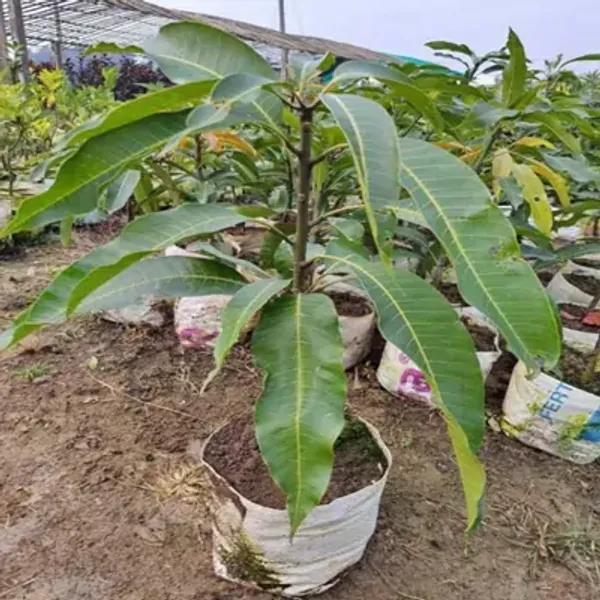 Yellow_Dasheri_Mango_Fruit_Plant