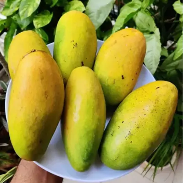 Yellow_Dasheri_Mango_Fruit_Plant