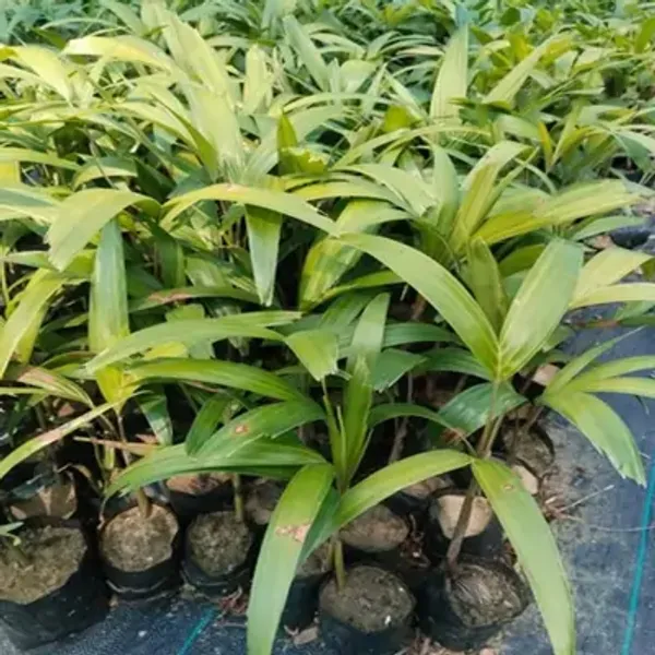 Green_Foxtail_Palm_Live_Plant_Wodyetia_Bifurcate