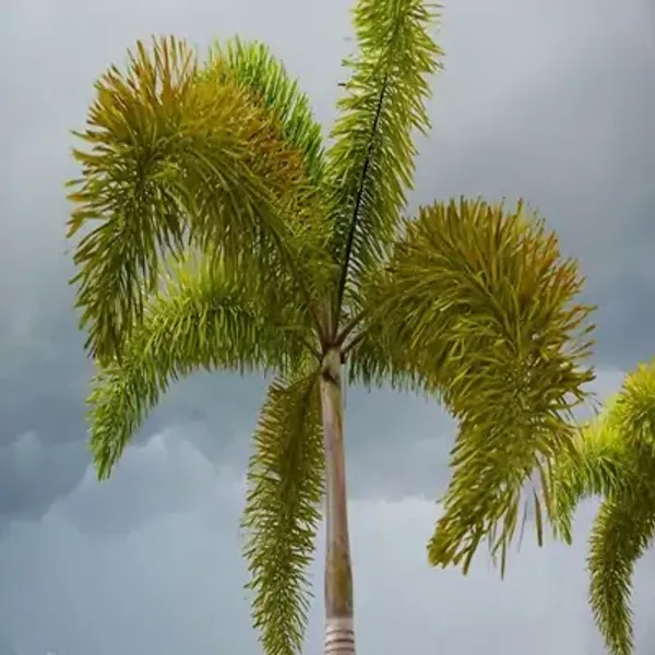 Green_Foxtail_Palm_Live_Plant_Wodyetia_Bifurcate