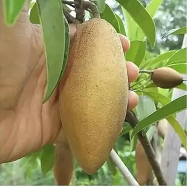 Banana_Chikoo_Hybrid_&_Amp_Grafted_Fruit_Plant