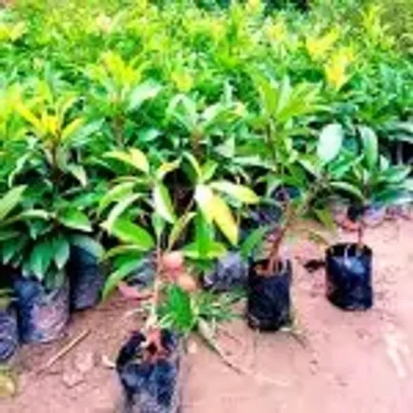 Banana_Chikoo_Hybrid_&_Amp_Grafted_Fruit_Plant