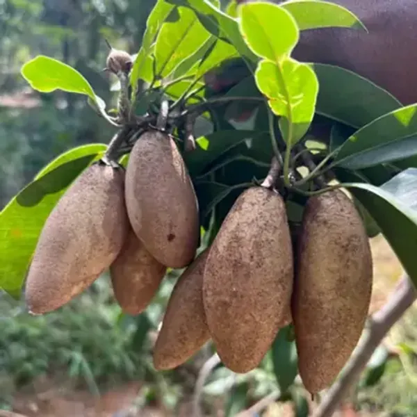 Banana_Chikoo_Hybrid_&_Amp_Grafted_Fruit_Plant