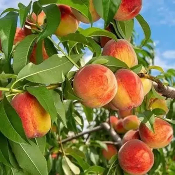 Red_Dwarf_Variety_Peach_Grafted_Fruit_Plant