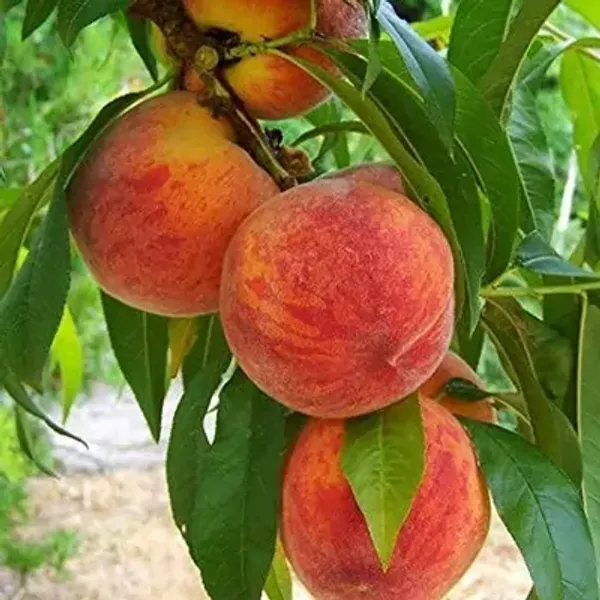 Red_Dwarf_Variety_Peach_Grafted_Fruit_Plant