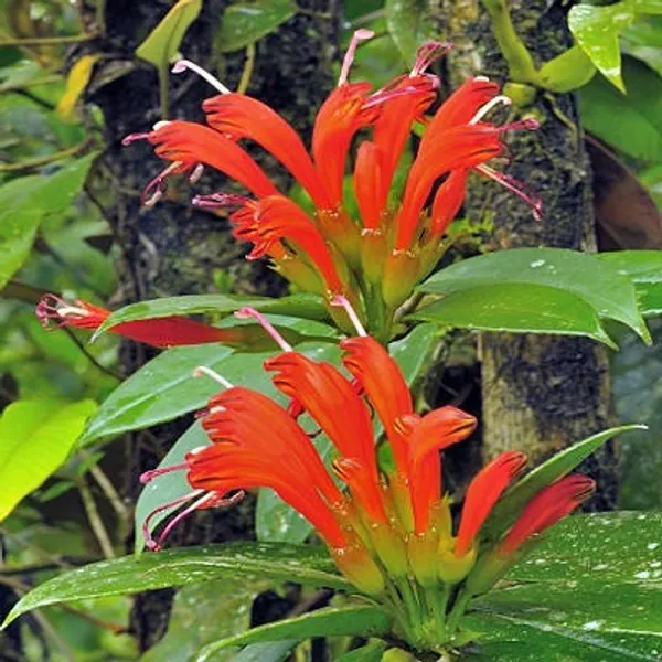 Red_Premium_Lipstick_Plant