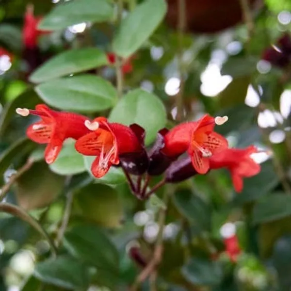 Red_Premium_Lipstick_Plant