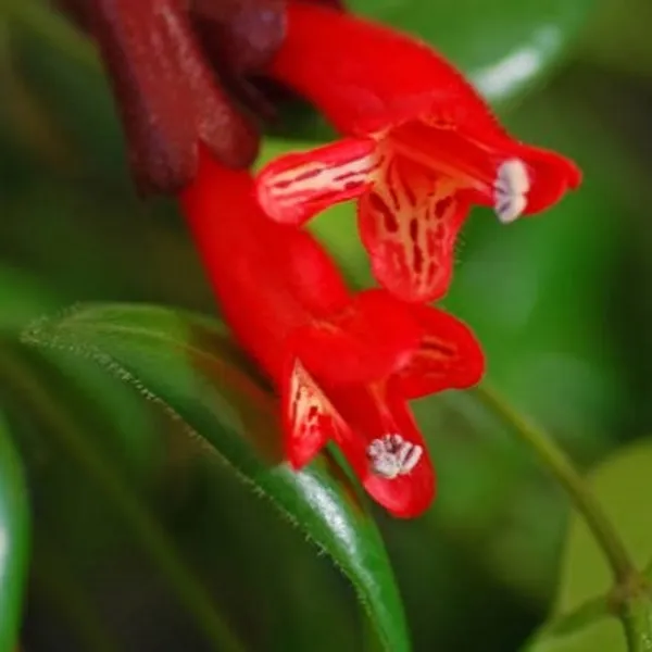 Red_Premium_Lipstick_Plant