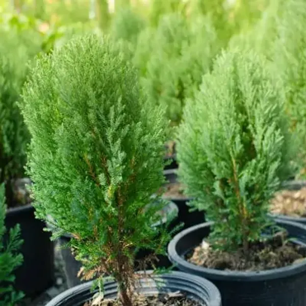 Green_Premium_Chemical-Free_Pine_Plant