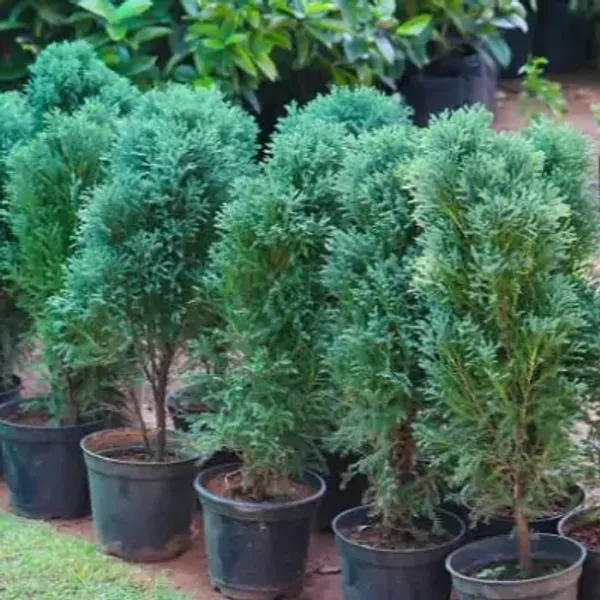 Green_Premium_Chemical-Free_Pine_Plant