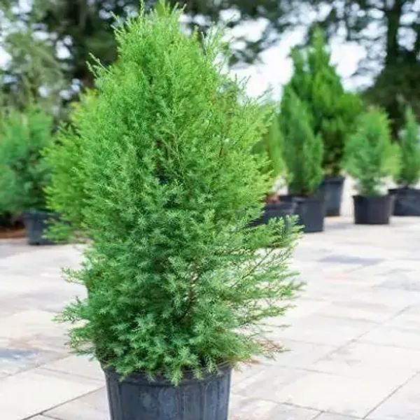 Green_Premium_Chemical-Free_Pine_Plant