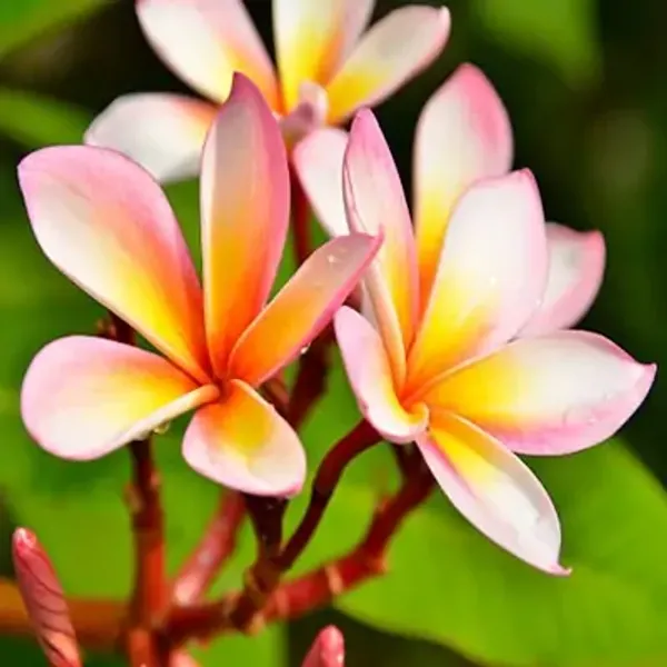 White_&_Yellow_Dwarf_Variety_Plumeria_Flower_Plant