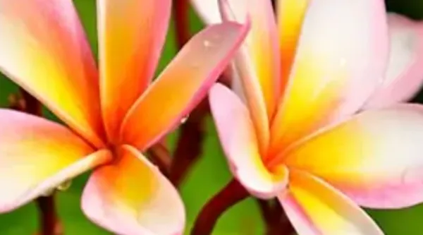 White_&_Yellow_Dwarf_Variety_Plumeria_Flower_Plant
